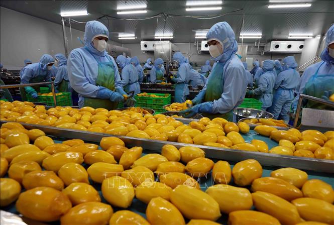 Chế biến sản phẩm xoài xuất khẩu tại nhà máy của Công ty B'LaoFood (thành phố Bảo Lộc, tỉnh Lâm Đồng). Ảnh: Vũ Sinh - TTXVN