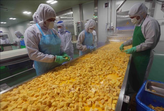 Cấp đông sản phẩm xoài xuất khẩu tại nhà máy của Công ty B'LaoFood (thành phố Bảo Lộc, tỉnh Lâm Đồng). Ảnh: Vũ Sinh - TTXVN