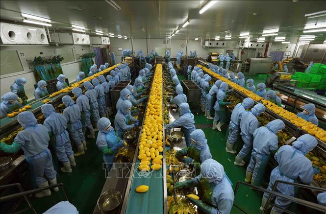 Công ty B'LaoFood (thành phố Bảo Lộc, tỉnh Lâm Đồng) là doanh nghiệp chế biến nông sản xuất khẩu lớn hiện nay, tạo việc làm cho hơn 200 lao động với thu nhập 10 triệu đồng/người/tháng. Ảnh: Vũ Sinh - TTXVN
