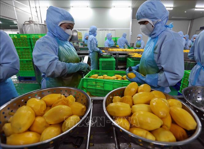 Workers process fresh mangoes at B’LaoFood Company Ltd. VNA Photo: Vũ Sinh