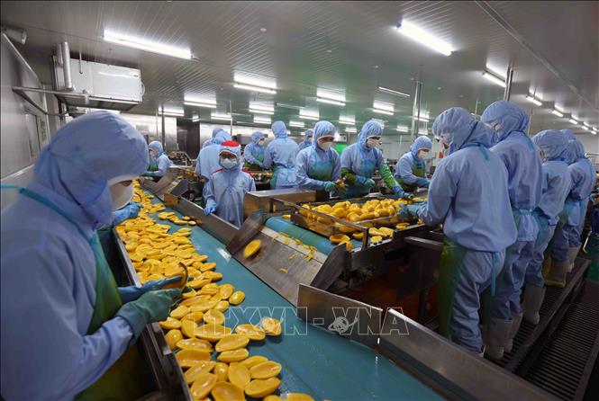 Workers process fresh mangoes at B’LaoFood Company Ltd. VNA Photo: Vũ Sinh