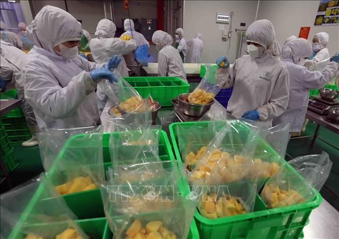 Workers package mango pieces for export. VNA Photo: Vũ Sinh
