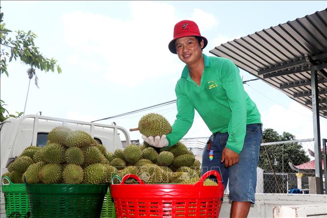 Theo các thương lái, giá sầu riêng Ri6 hiện dao động khoảng 60.000 - 65.000 đồng/kg, giảm khoảng 50.000 đồng so với đầu tháng 4. Ảnh: Thu Hiền - TTXVN