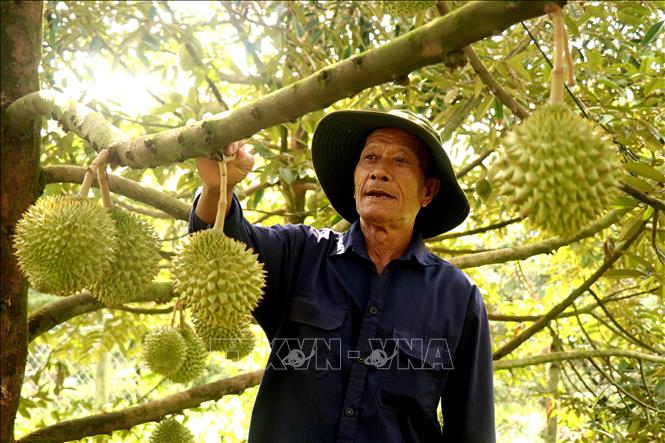 Ông Nguyễn Văn Thọ, xã Trường Khương, huyện Phong Điền cho biết, các nhà vườn chủ yếu bán theo thỏa thuận, chốt giá trước ngày cắt khoảng 5 - 10 ngày. Ảnh: Thu Hiền - TTXVN