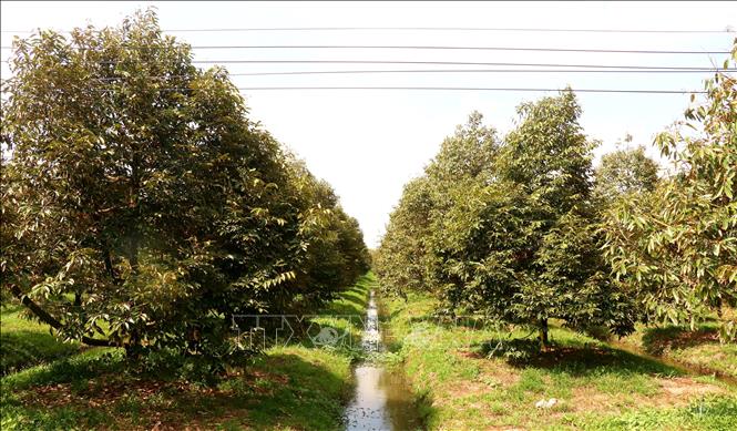 Cần Thơ hiện có gần 5.000ha trồng sầu riêng, tập trung chủ yếu tại huyện Phong Điền. Thời vụ thu hoạch sầu riêng ở Cần Thơ là từ cuối tháng 3/2024 đến 7/2024. Ảnh: Thu Hiền - TTXVN