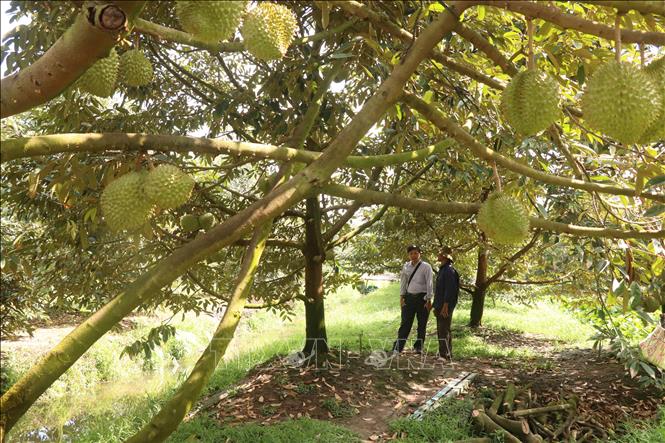 Cần Thơ hiện có gần 5.000ha trồng sầu riêng, tập trung chủ yếu tại huyện Phong Điền. Ảnh: Thu Hiền - TTXVN