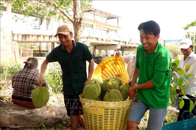 Mặc dù hiện sầu riêng đã giảm giá nhưng anh Chương Văn Tuấn (phải) vẫn phấn khởi vì sau khi trừ chi phí 1,5 công sầu riêng anh lời khoảng 100 triệu đồng. Ảnh: Thu Hiền - TTXVN
