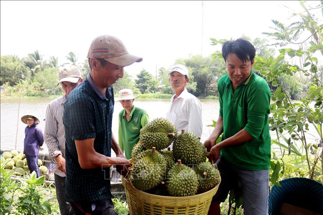 Trái đủ tuổi, đẹp, tròn, đều hộc, sầu riêng Ri6 của anh Chương Văn Tuấn, xã Nhơn Ái, huyện Phong Điền (bên phải) được thương lái thu mua với là 65.000 đồng/kg. Ảnh: Thu Hiền - TTXVN