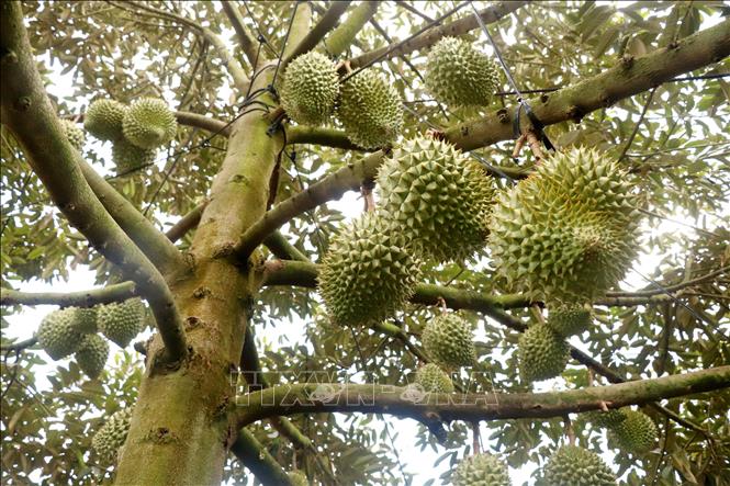 Năm 2024, ước sản lượng sầu riêng ở Cần Thơ cung ứng ra thị trường khoảng 30.000 tấn, chủ yếu là sầu riêng Ri6. Ảnh: Thu Hiền - TTXVN