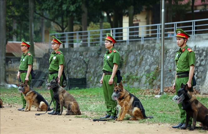 Các giống chó được chọn đào tạo, huấn luyện đều có đặc tính ưu việt, đặc thù, được tuyển chọn kỹ lưỡng và sắp xếp phù hợp cho từng nhiệm vụ cụ thể. Ảnh: Phạm Kiên - TTXVN
