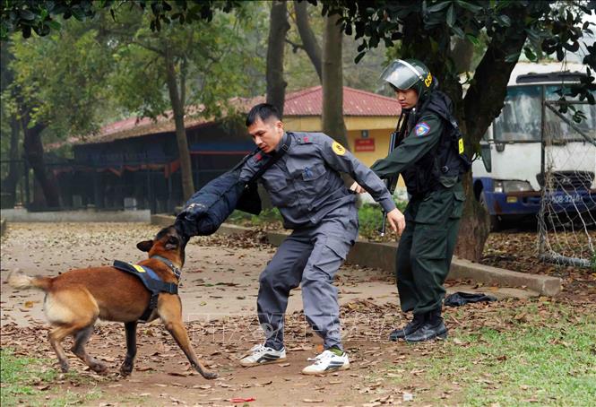 Chó nghiệp vụ hỗ trợ chiến sĩ CSCĐ khống chế tội phạm trong bài tập tình huống giả định. Ảnh: Phạm Kiên - TTXVN