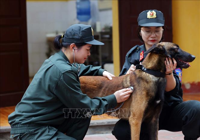 Mỗi cán bộ, chiến sĩ Cảnh sát cơ động đều coi từng chú chó nghiệp vụ như 