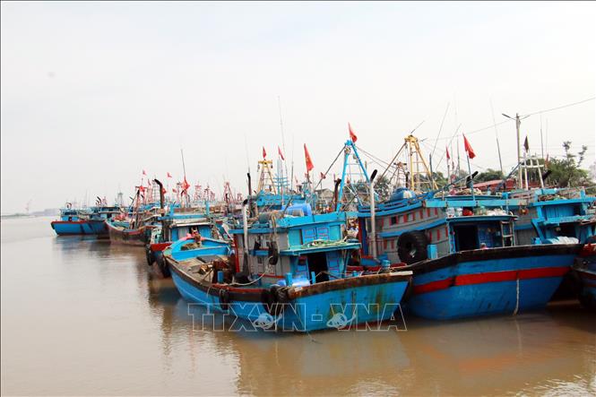  Khu neo đậu tàu thuyền tại cảng Thành Vui (Hải Hậu, Nam Định). Ảnh: Nguyễn Lành - TTXVN