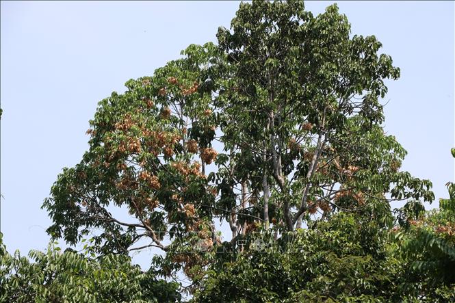 Trái cây ươi chuyển từ màu xanh sang màu nâu vàng sau khi chín tại khu vực rừng Vĩnh An, thuộc Khu bảo tồn thiên nhiên văn hóa Đồng Nai. Ảnh: Sỹ Tuyên - TTXVN