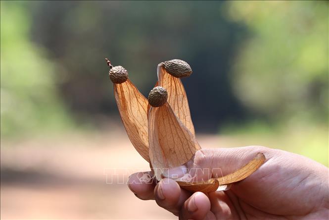 Trái ươi khi chín đổi sang màu đen, vàng rụng xuống đất tại khu vực rừng Vĩnh An, thuộc Khu bảo tồn thiên nhiên văn hóa Đồng Nai. Ảnh: Sỹ Tuyên - TTXVN