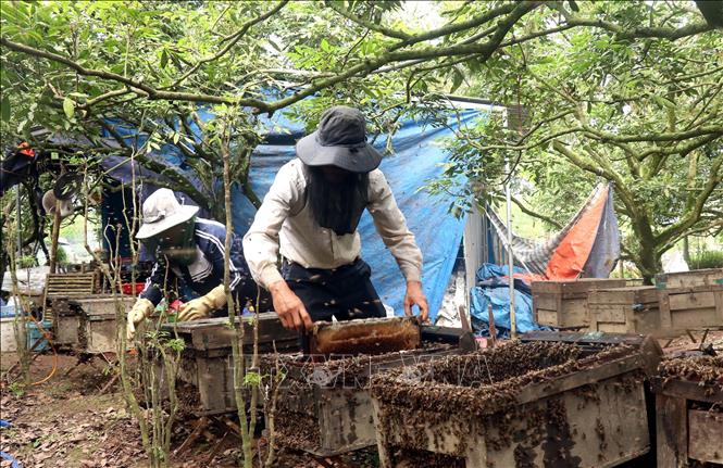Locals harvest longan honey. VNA Photo: Đinh Văn Nhiều