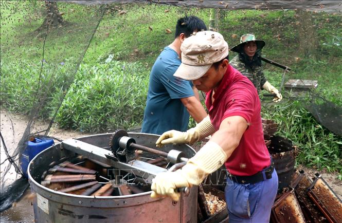 Locals spin honey from honey combs. VNA Photo: Đinh Văn Nhiều