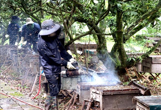 Locals smoke the hives to harvest honey combs. VNA Photo: Đinh Văn Nhiều