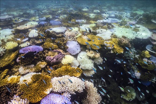 San hô bị tẩy trắng quanh đảo Lizard trên Rạn san hô Great Barrier, Australia, ngày 5/4/2024. Ảnh: AFP/TTXVN