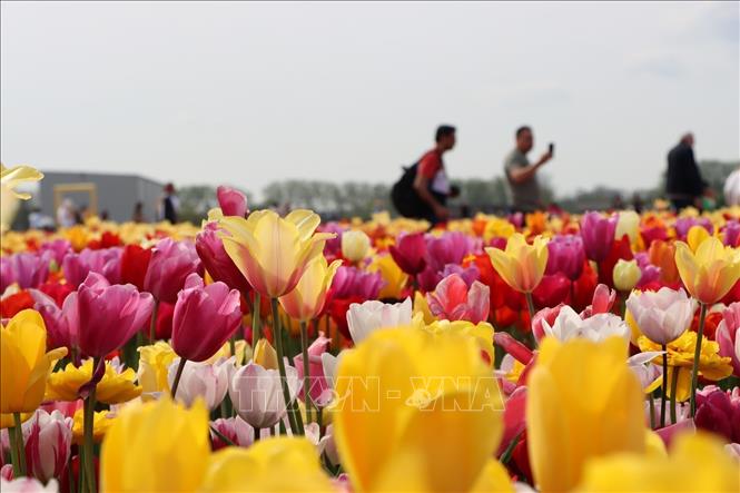Hoa tulip rực rỡ sắc màu. Ảnh: Hương Giang - PV TTXVN tại châu Âu