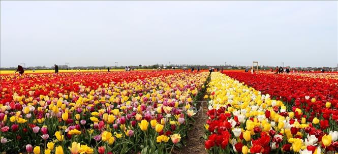 Cánh đồng hoa tulip Hillegom, nằm ở tỉnh Noord-Holland của Hà Lan. Ảnh: Hương Giang - PV TTXVN tại châu Âu