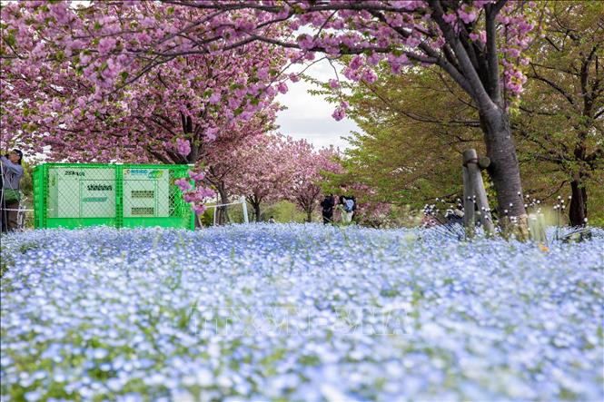 Kikuzakura và Nemophila khoe sắc tại công viên Toneri. Ảnh: Xuân Giao - PV TTXVN tại Nhật Bản