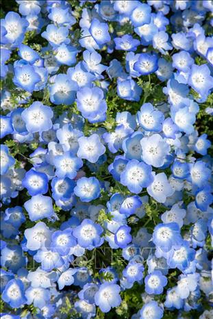 Nemophila khoe sắc xanh biếc. Ảnh: Xuân Giao - PV TTXVN tại Nhật Bản