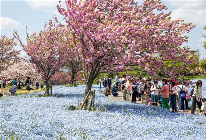 Du khách chiêm ngưỡng vẻ đẹp của Kikuzakura và Nemophila tại công viên Toneri. Ảnh: Xuân Giao - PV TTXVN tại Nhật Bản