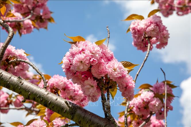 Kukizakura có kích thước lớn hơn nhiều so với Sakura khác. Ảnh: Xuân Giao - PV TTXVN tại Nhật Bản