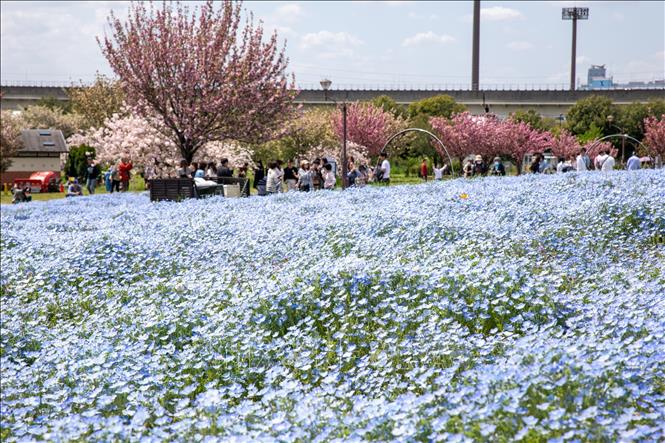 Du khách chiêm ngưỡng vẻ đẹp của Kikuzakura và Nemophila tại công viên Toneri. Ảnh: Xuân Giao - PV TTXVN tại Nhật Bản