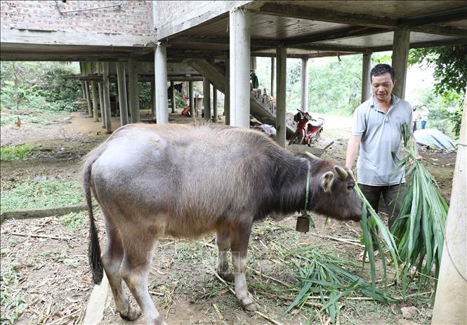 Ông Hoàng Văn Chung, xóm Tiến Bộ, xã Hợp Thành, huyện Phú Lương chăm sóc trâu giống sinh sản vừa được hỗ trợ. Ảnh: Hoàng Nguyên - TTXVN