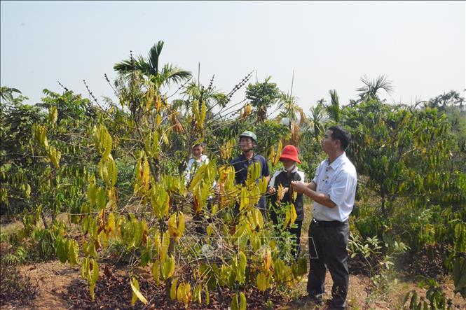 Diện tích cây cà phê tại xã Ea Trul, huyện Krông Bông bị ảnh hưởng do hạn hán kéo dài. Ảnh: Tuấn Anh – TTXVN