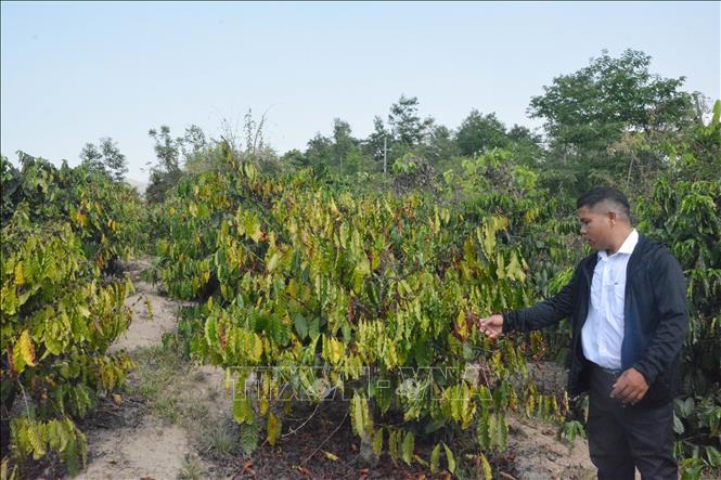 Huyện Krông Bông đã có 457 ha cây trồng đang bị khô hạn (trong đó lúa nước là 384 ha, cà phê là 73 ha). Ảnh: Tuấn Anh – TTXVN