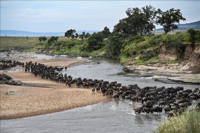 (Tư liệu) Linh dương đầu bò chạy qua lòng sông Sand khi di cư từ Vườn quốc gia Serengeti của Tanzania tới Khu bảo tồn quốc gia Maasai Mara của Kenya, ngày 18/7/2020. Ảnh: AFP/TTXVN