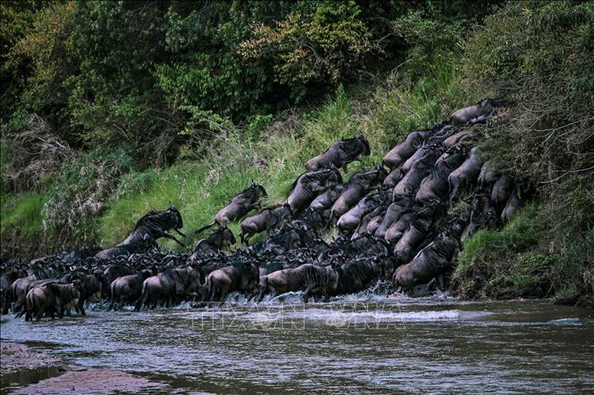 (Tư liệu) Linh dương đầu bò di cư từ Vườn quốc gia Serengeti của Tanzania tới Khu bảo tồn quốc gia Maasai Mara của Kenya, ngày 18/7/2020. Ảnh: AFP/TTXVN