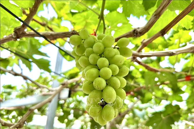 Nho bắt đầu kết chùm to đẹp. Ảnh: Thanh Sang-TTXVN