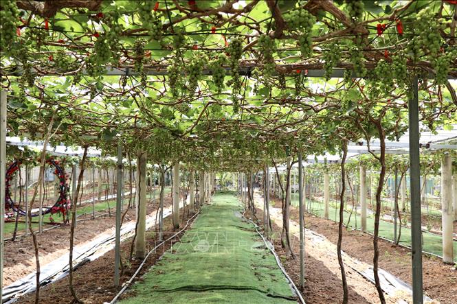 Vườn nho Ninh Thuận trĩu quả ở vùng bảy núi An Giang. Ảnh: Thanh Sang- TTXVN
