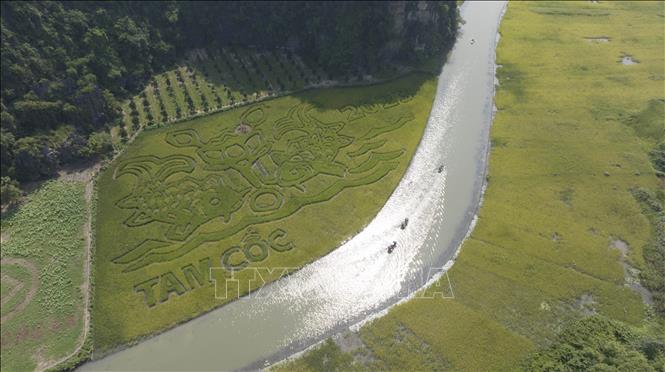 Painting “Ly Ngu Vong Nguyet” (Carps Looking At the Moon) on Tam Coc rice fields in 2023. VNA Photo