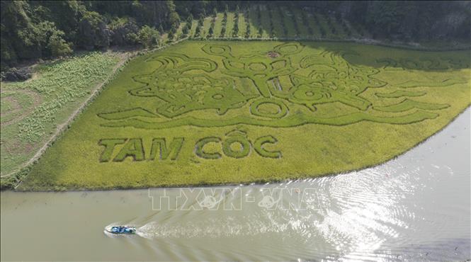 Painting “Ly Ngu Vong Nguyet” (Carps Looking At the Moon) on Tam Coc rice fields in 2023. VNA Photo