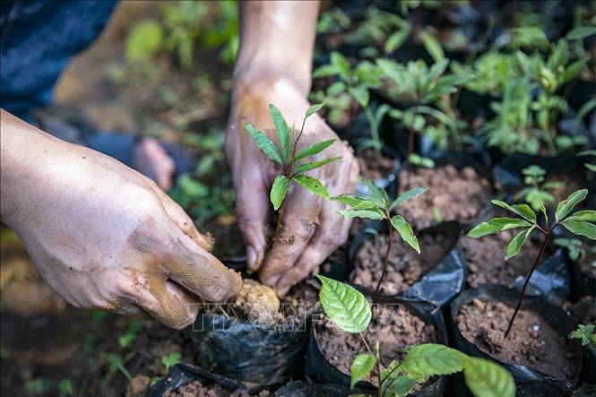 Anh Bùi Văn Tường ươm trồng giống cây trồng với các loại cây ăn quả, cây lâm nghiệp. Ảnh: Trọng Đạt - TTXVN