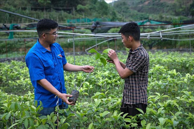 Anh Bùi Văn Tường hướng dẫn kỹ thuật chăm sóc và nhân giống cây trồng cho thành viên của Hợp tác xã Sản xuất và kinh danh nông nghiệp 0789. Ảnh: Trọng Đạt - TTXVN