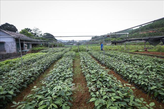 Vườn cây giống tràm đen tại vườn ươm của Hợp tác xã Sản xuất và kinh danh nông nghiệp 0789. Ảnh: Trọng Đạt - TTXVN