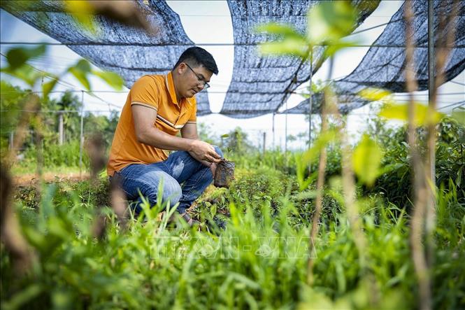 Anh Bùi Văn Tường kiểm tra việc ươm và chiết ghép các loại cây để nhân giống tại các vườn ươm của Hợp tác xã. Ảnh: Trọng Đạt - TTXVN