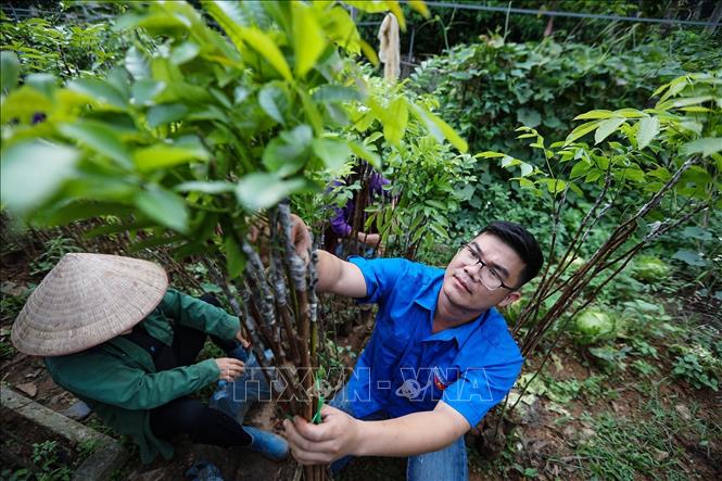 Anh Bùi Văn Tường kiểm tra cây giống. Ảnh: Trọng Đạt - TTXVN
