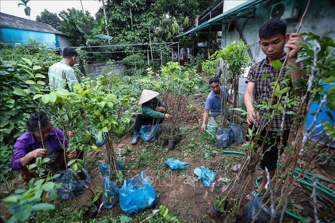 Công nhân đóng gói cây giống chuẩn bị giao cho khách hàng tại Hợp tác xã Sản xuất và kinh danh nông nghiệp 0789. Ảnh: Trọng Đạt - TTXVN