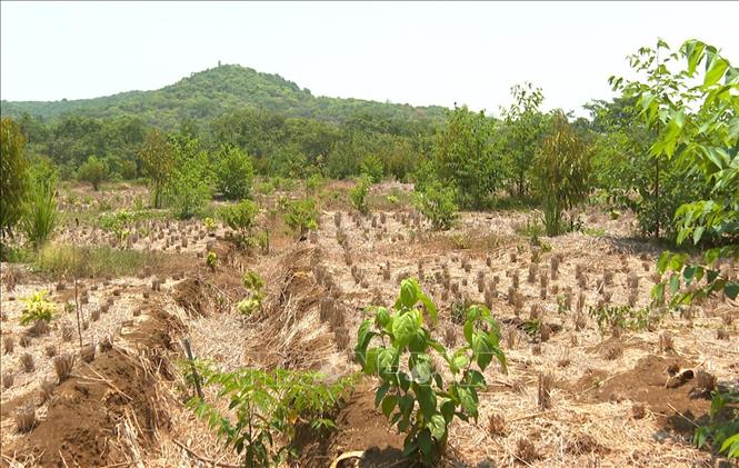 Nắng hạn kéo dài khiến nhiều diện tích cây trồng ở xã Phú Nghĩa, huyện Bù Gia Mập, tỉnh Bình Phước bị chết khô. Ảnh: TTXVN phát