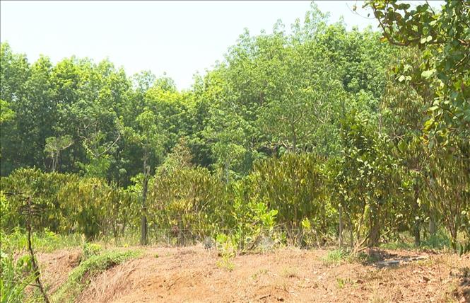 Nắng hạn kéo dài khiến nhiều diện tích cây trồng ở xã Phú Nghĩa, huyện Bù Gia Mập, tỉnh Bình Phước bị chết khô. Ảnh: TTXVN phát