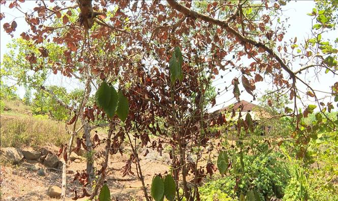 Nắng hạn kéo dài khiến nhiều diện tích cây trồng ở xã Phú Nghĩa, huyện Bù Gia Mập bị chết khô. Ảnh: TTXVN phát