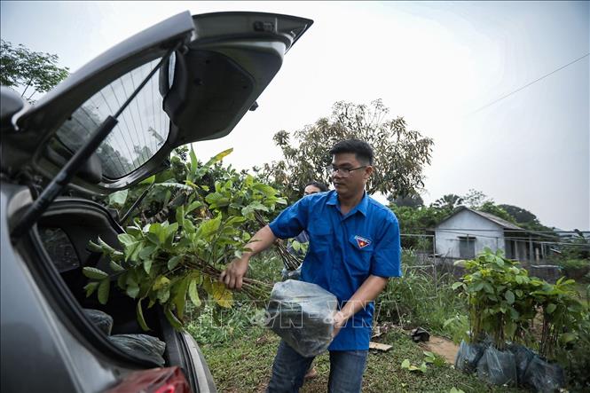Bùi Văn Tường trực tiếp vận chuyển cây giống Gù hương lên xe cá nhân để giao cho các đơn vị mua cây của Hợp tác xã. Ảnh: Trọng Đạt-TTXVN