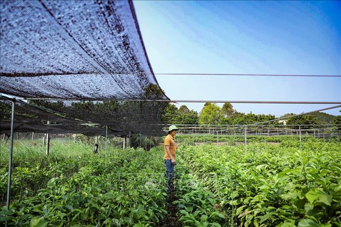 Bùi Văn Tường bên vườn ươm cây giống của Hợp tác xã. Ảnh: Trọng Đạt-TTXVN